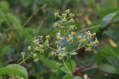 Mascagnia paniculata, photographed by Brian Oakes Haiti Hunter