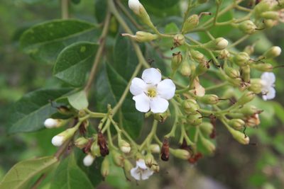 Bourreria succulenta, photographed by Brian Oakes Haiti Hunter