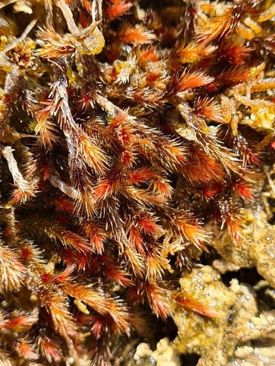 Orthothecium rufescens, photographed by Jacek Pietruszewski