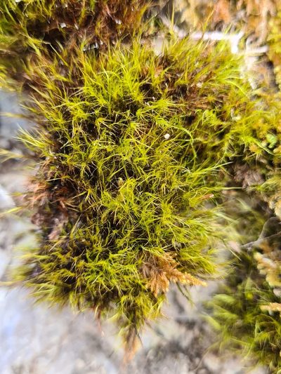 Flexitrichum gracile, photographed by Jacek Pietruszewski