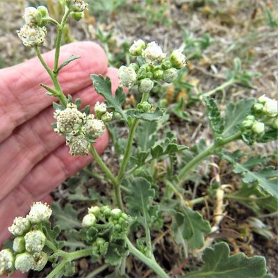 Parthenium confertum, photographed by Annika Lindqvist