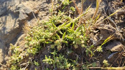 Spergularia macrotheca, photographed by Peter Brastow