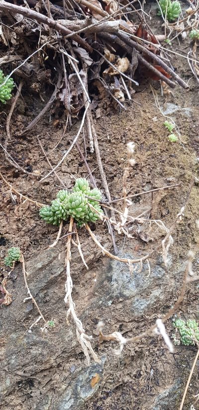 Sedum hemsleyanum, photographed by Eugenio Padilla