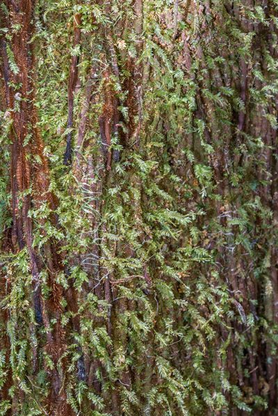 Calomnion complanatum, photographed by Jeremy Rolfe