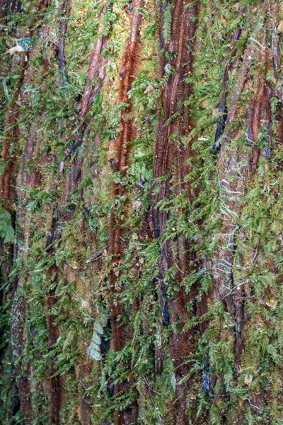 Calomnion complanatum, photographed by Jeremy Rolfe