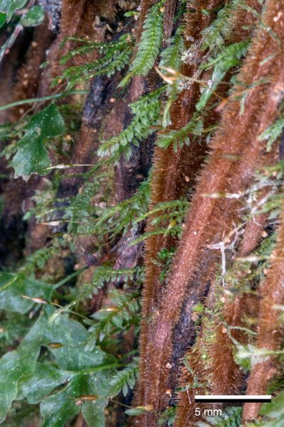 Calomnion complanatum, photographed by Jeremy Rolfe