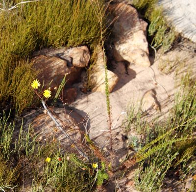 Ursinia punctata, photographed by Tony Rebelo
