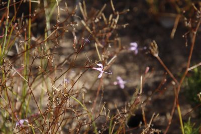 Prismatocarpus diffusus, photographed by Tony Rebelo