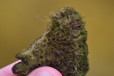 Cephaloziella divaricata, photographed by Braden J. Judson
