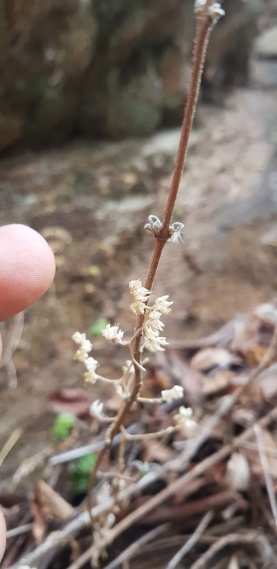 Sedum hemsleyanum, photographed by Eugenio Padilla