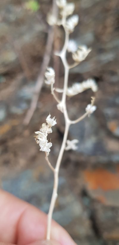 Sedum hemsleyanum, photographed by Eugenio Padilla