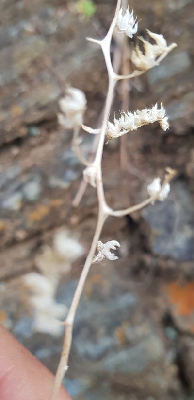 Sedum hemsleyanum, photographed by Eugenio Padilla
