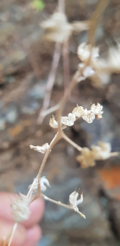 Sedum hemsleyanum, photographed by Eugenio Padilla