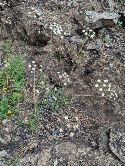 Perideridia californica, photographed by Trevor Van Loon