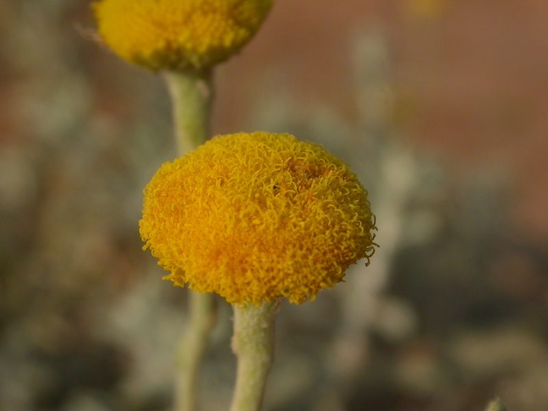 Pulicaria diffusa, photographed by Yves Bas
