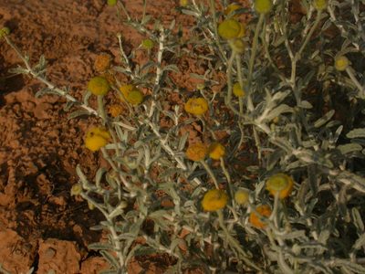 Pulicaria diffusa, photographed by Yves Bas