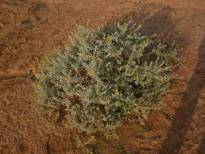 Pulicaria diffusa, photographed by Yves Bas