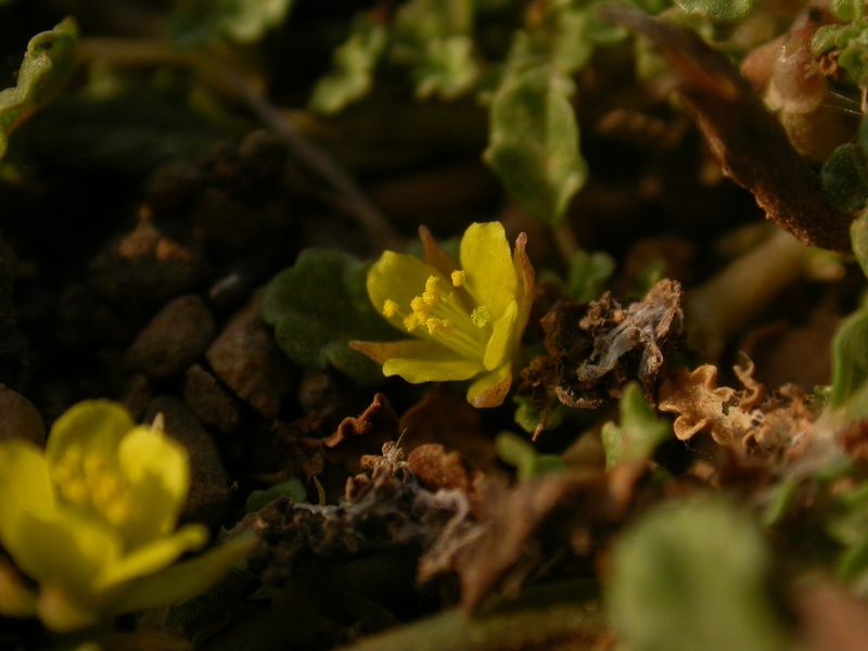 Corchorus depressus, photographed by Yves Bas