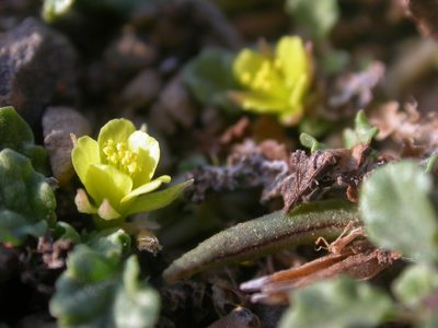 Corchorus depressus, photographed by Yves Bas