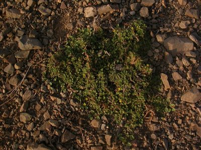 Corchorus depressus, photographed by Yves Bas