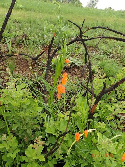 Sandersonia aurantiaca, photographed by Peter Warren