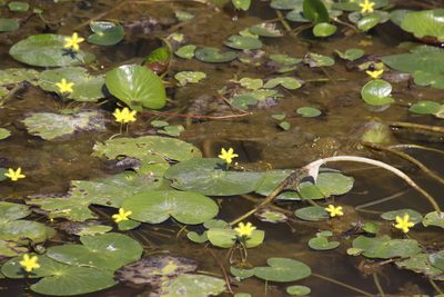Nymphoides thunbergiana, photographed by Tony Rebelo