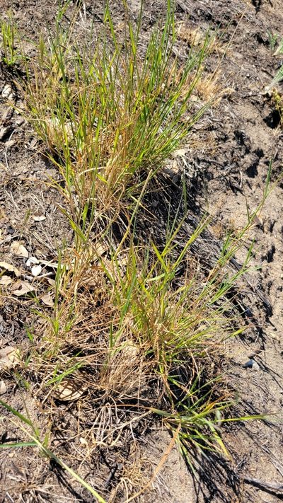Agrostis pallens, photographed by Peter Brastow
