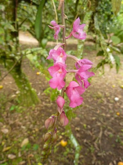 Rodriguezia lanceolata, photographed by Thibaud Aronson