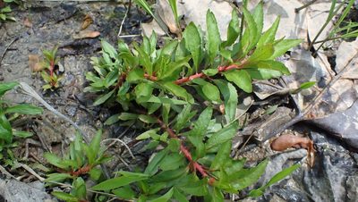 Proserpinaca palustris, photographed by John Abrams