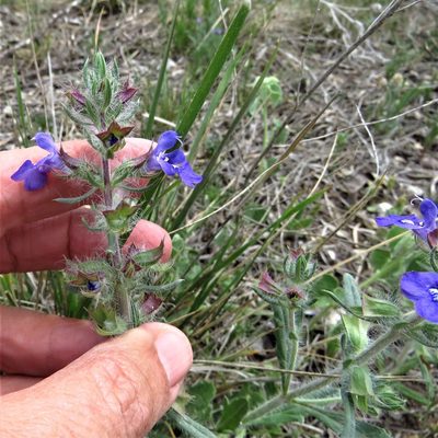 Salvia texana, photographed by Annika Lindqvist