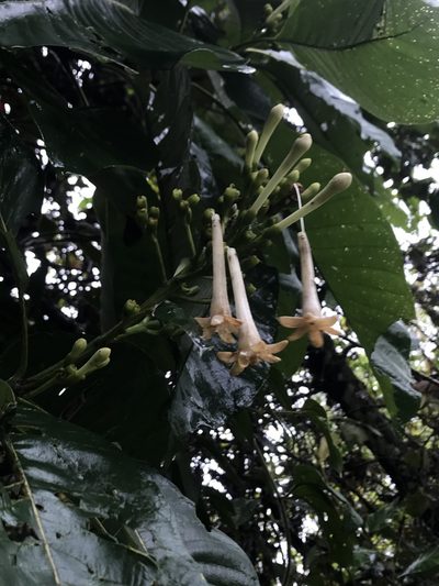 Isertia laevis, photographed by Nicolás Baresch Uribe