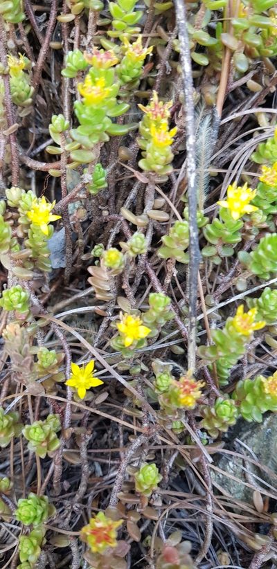 Sedum oaxacanum, photographed by Eugenio Padilla