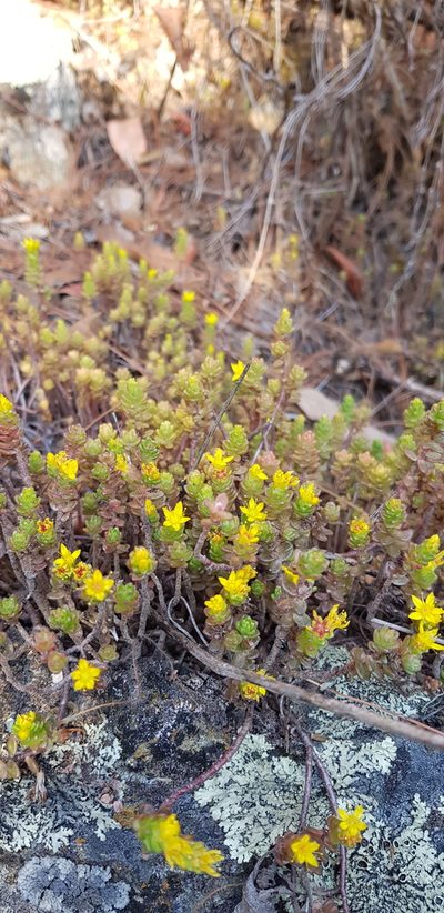 Sedum oaxacanum, photographed by Eugenio Padilla