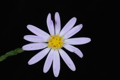 Symphyotrichum adnatum, photographed by Douglas Goldman