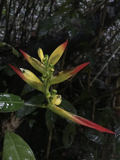 Heliconia hirsuta, photographed by Nicolás Baresch Uribe