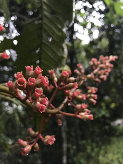 Miconia tomentosa, photographed by Nicolás Baresch Uribe