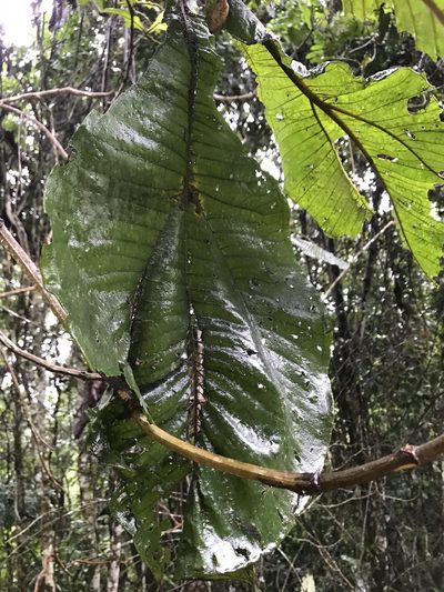 Miconia tomentosa, photographed by Nicolás Baresch Uribe