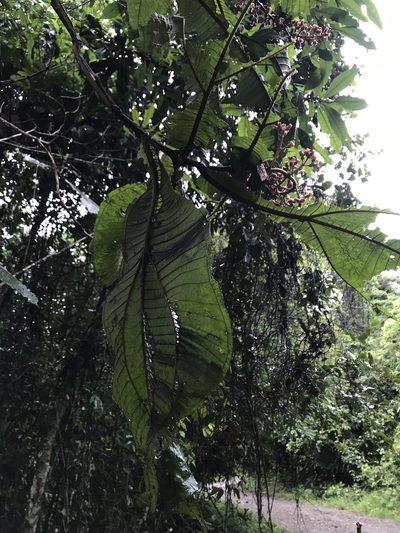 Miconia tomentosa, photographed by Nicolás Baresch Uribe