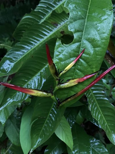 Heliconia hirsuta, photographed by Nicolás Baresch Uribe