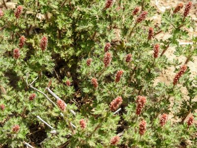 Acalypha radians, photographed by José Francisco Colorado-Dapa
