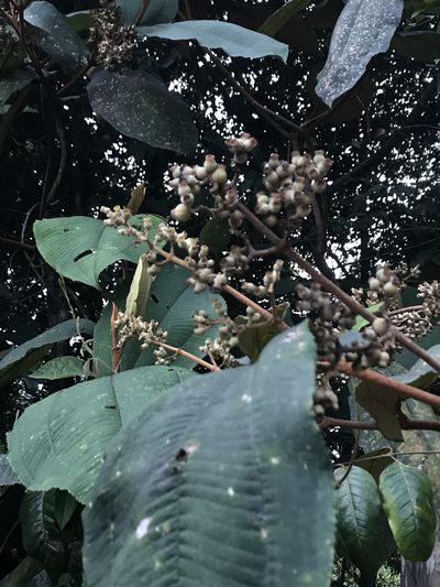 Miconia bubalina, photographed by Nicolás Baresch Uribe