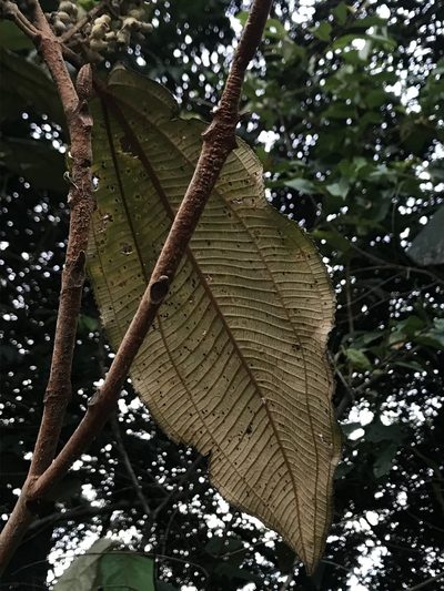 Miconia bubalina, photographed by Nicolás Baresch Uribe