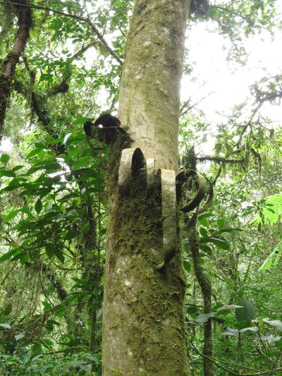 Oreomunnea mexicana, photographed by Bernardino Villa B.