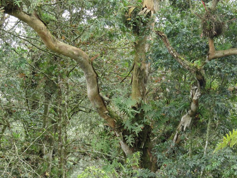Oreomunnea mexicana, photographed by Bernardino Villa B.