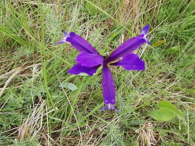 Iris reichenbachiana, photographed by Yann Geshors