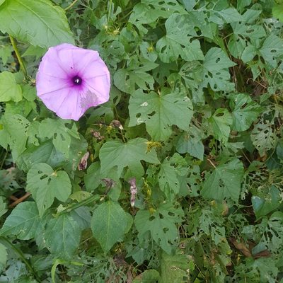 Ipomoea ficifolia, photographed by Margaret Burger