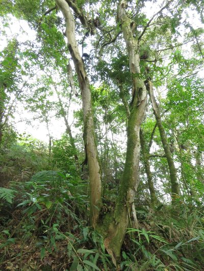 Oreomunnea mexicana, photographed by Bernardino Villa B.