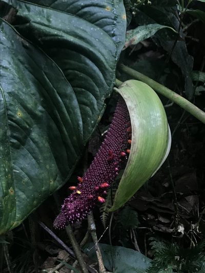 Anthurium formosum, photographed by Nicolás Baresch Uribe