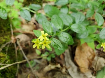 Lithospermum tuberosum, photographed by Will Kuhn