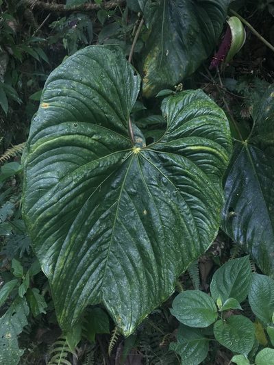 Anthurium formosum, photographed by Nicolás Baresch Uribe